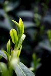 春日新芽特写