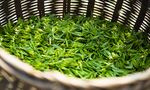 新鲜绿茶鲜叶