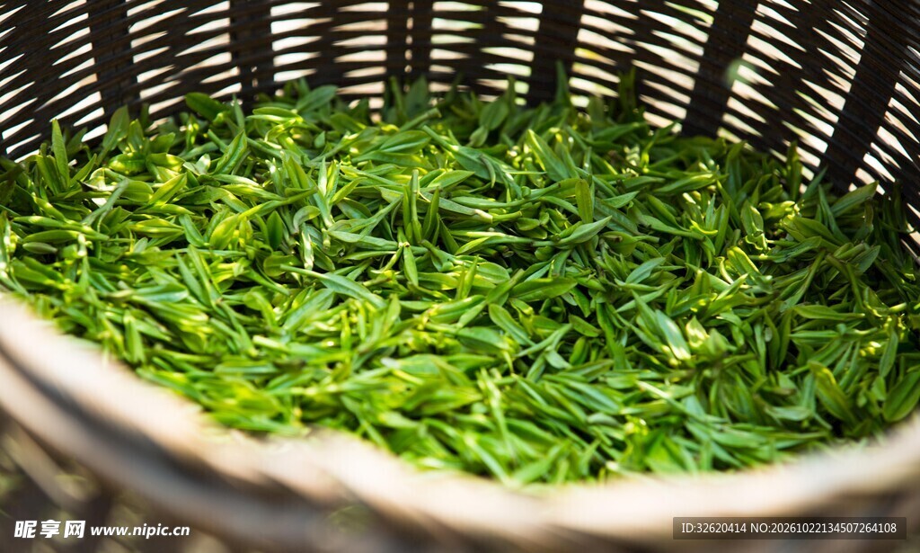 新鲜绿茶鲜叶