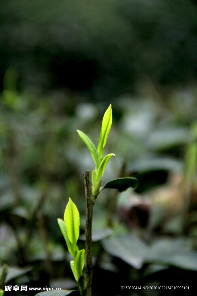 春日嫩绿新芽