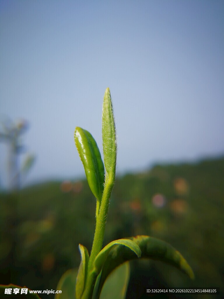 茶园鲜嫩茶芽特写