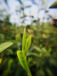 茶园新生茶芽特写