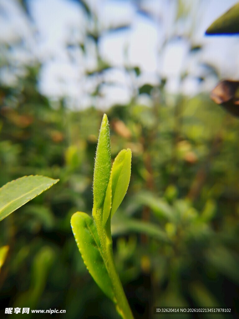 茶园新生茶芽特写