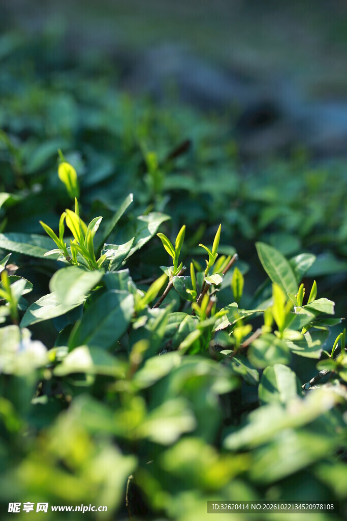 茶园鲜嫩茶芽特写