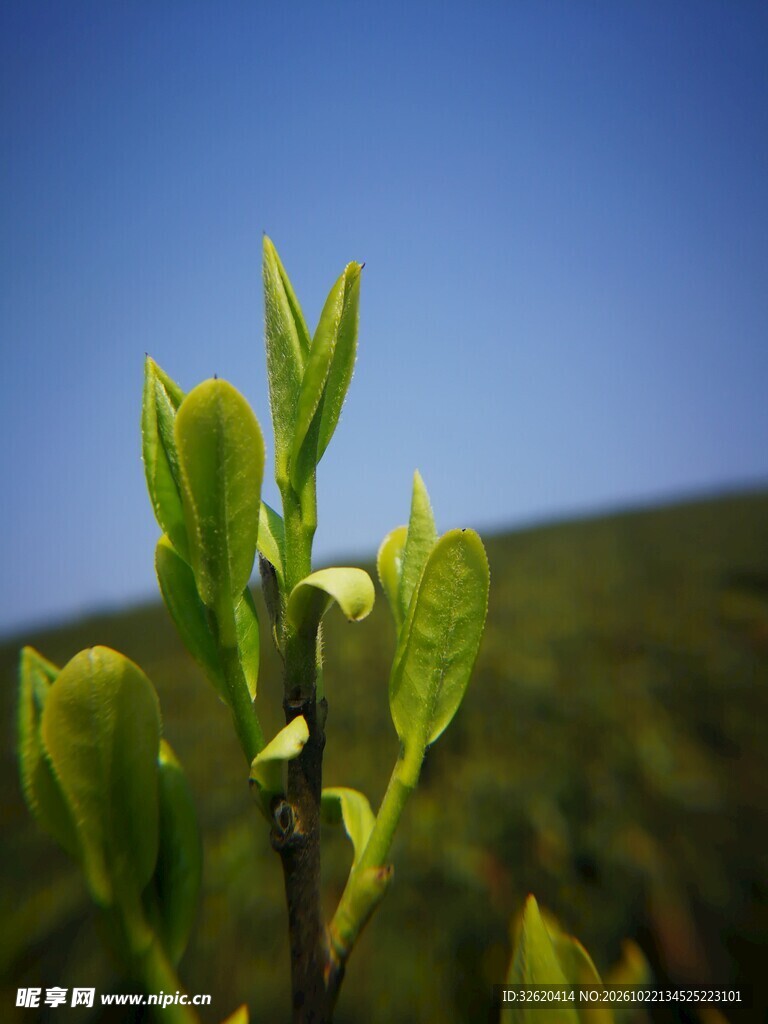 蓝天下的嫩绿新芽