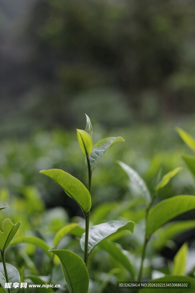 春日茶园茶芽特写