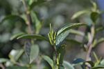 茶树新芽特写