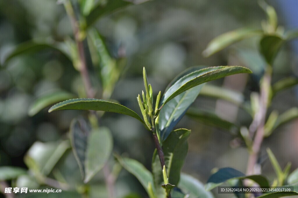 茶树新芽特写