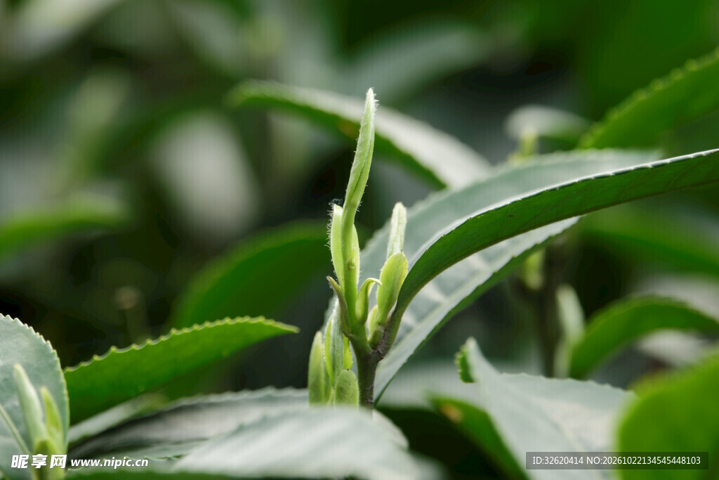 嫩绿春茶新芽特写