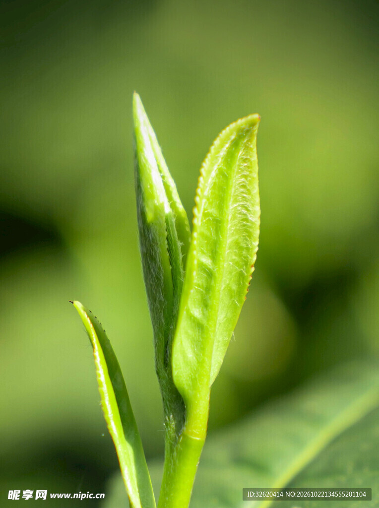 鲜嫩茶芽微距特写