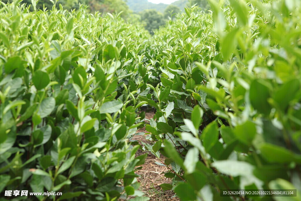 连片翠绿茶园风光