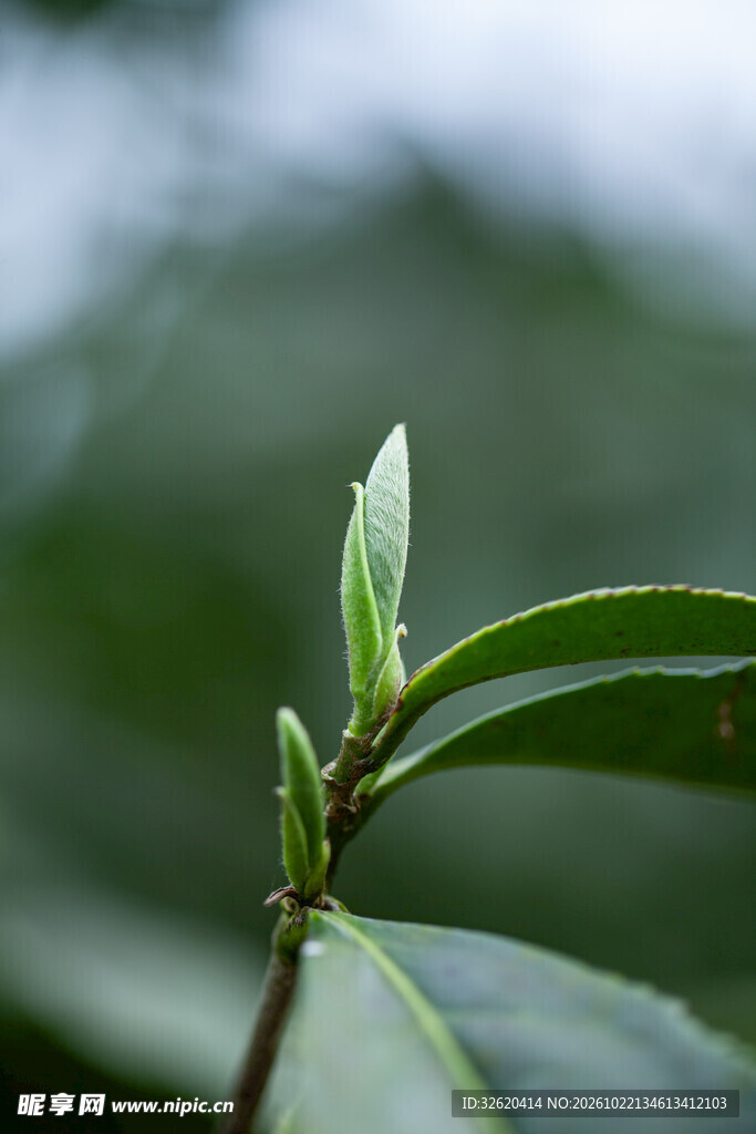春茶嫩芽特写