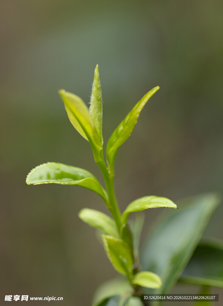 茶树新芽特写