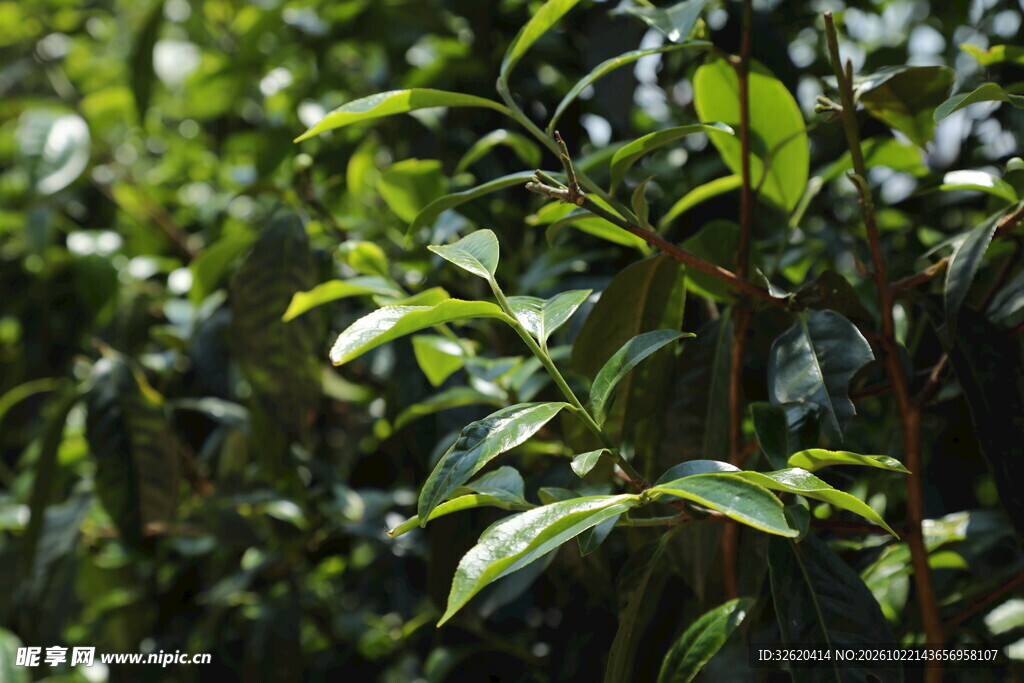 清新绿植枝叶特写