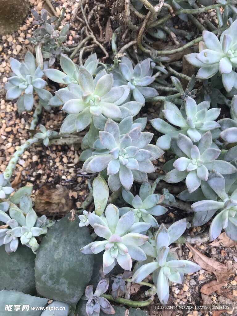 丛生多肉植物