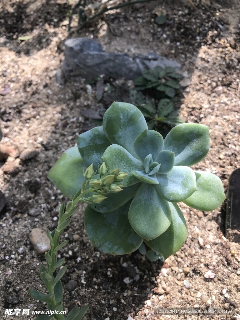 多肉植物