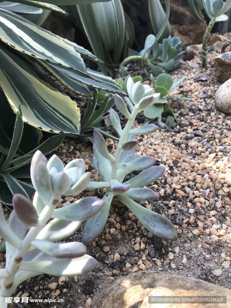 多肉植物