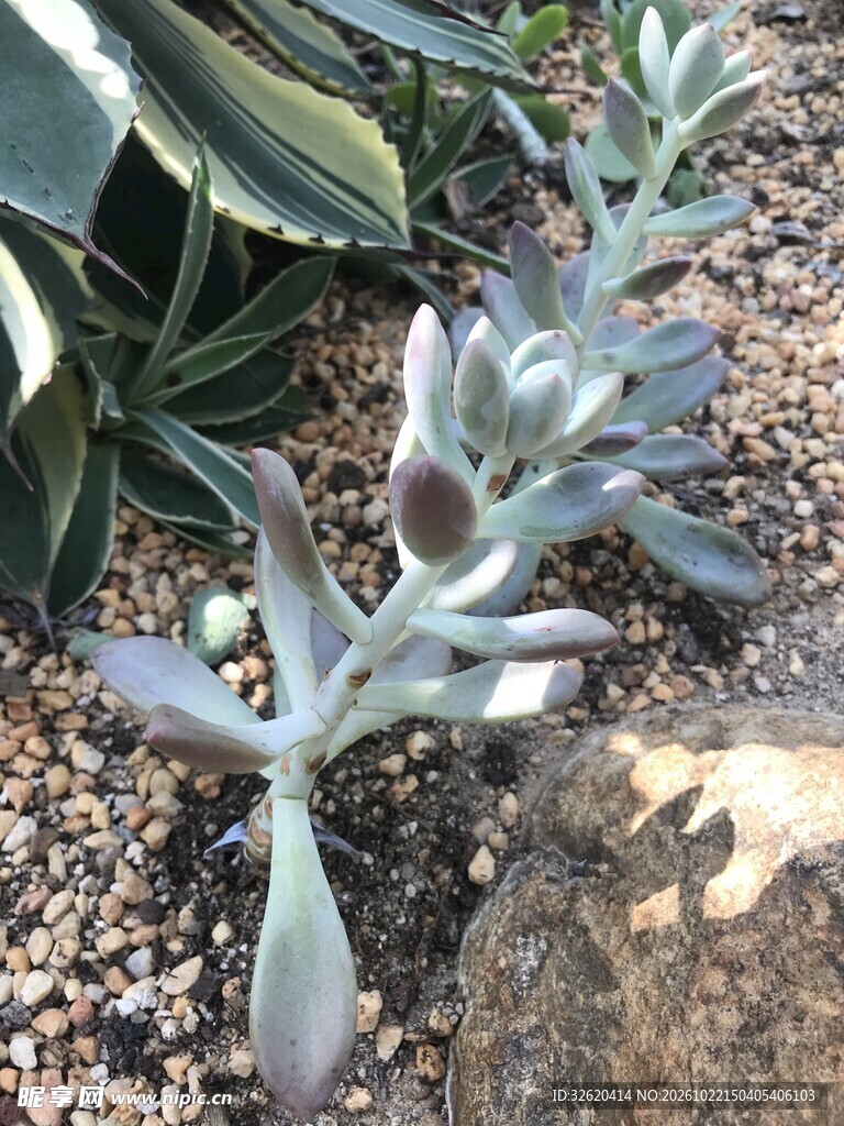 多肉植物