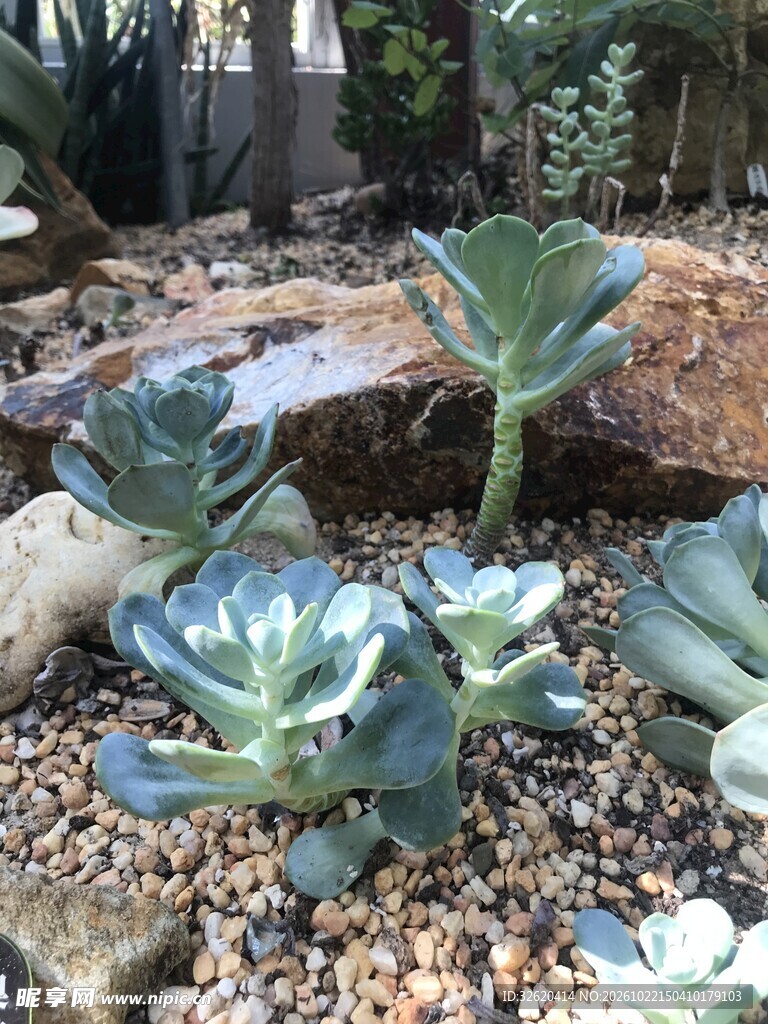 多肉植物