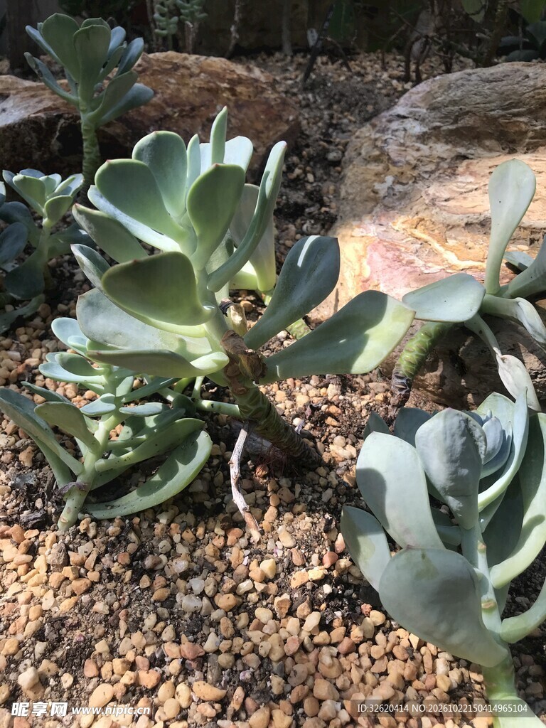 地栽多肉植物特写