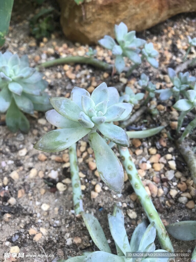 多肉植物盆栽实拍