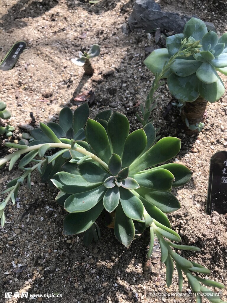 地栽莲座多肉植物