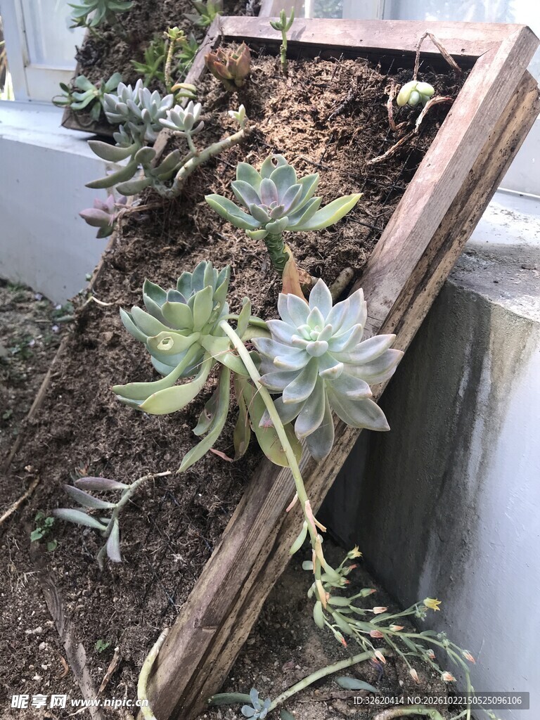 多肉植物