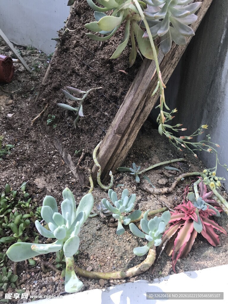 多肉植物盆栽小景