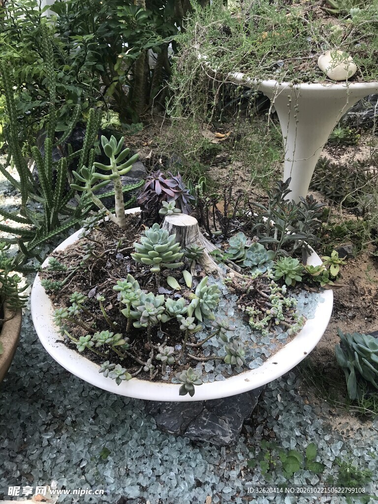 庭院多肉盆栽微景观