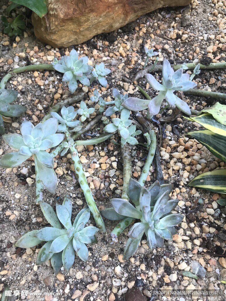 多肉植株