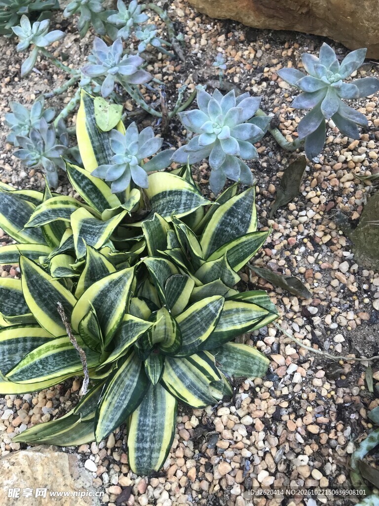 庭院金边观叶植物