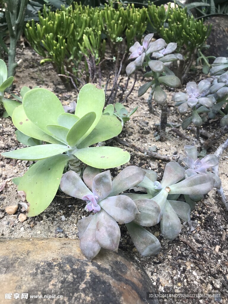 庭院地栽多肉植物