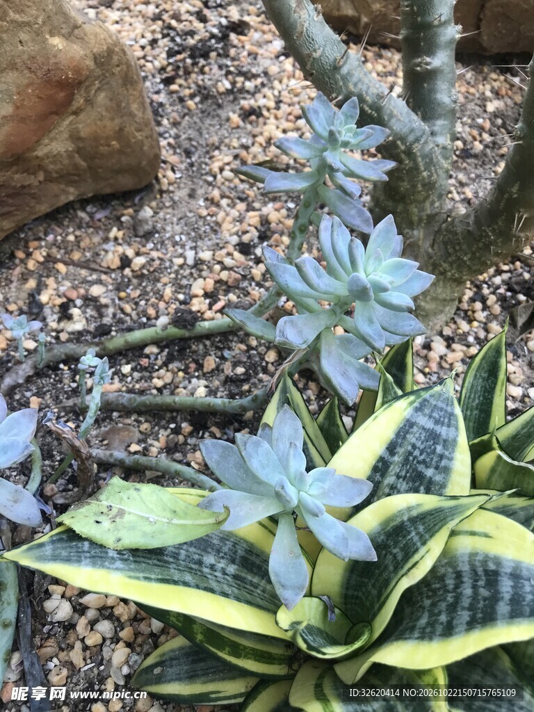 多肉植物户外小景