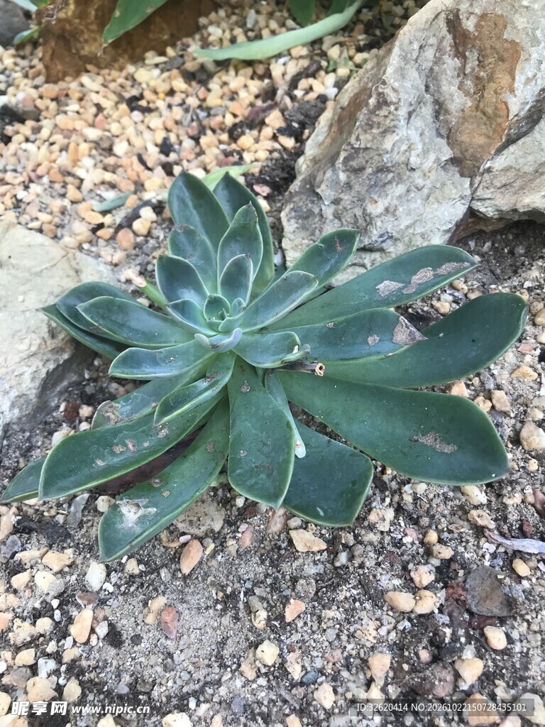 多肉植物