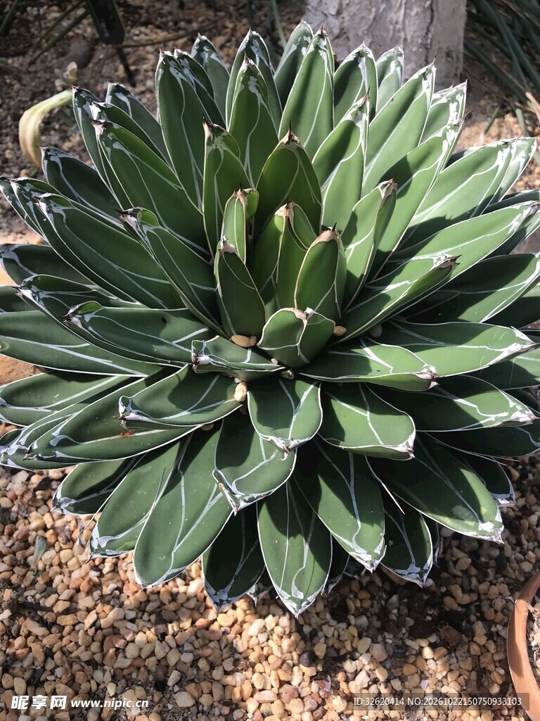 莲座状多肉植物