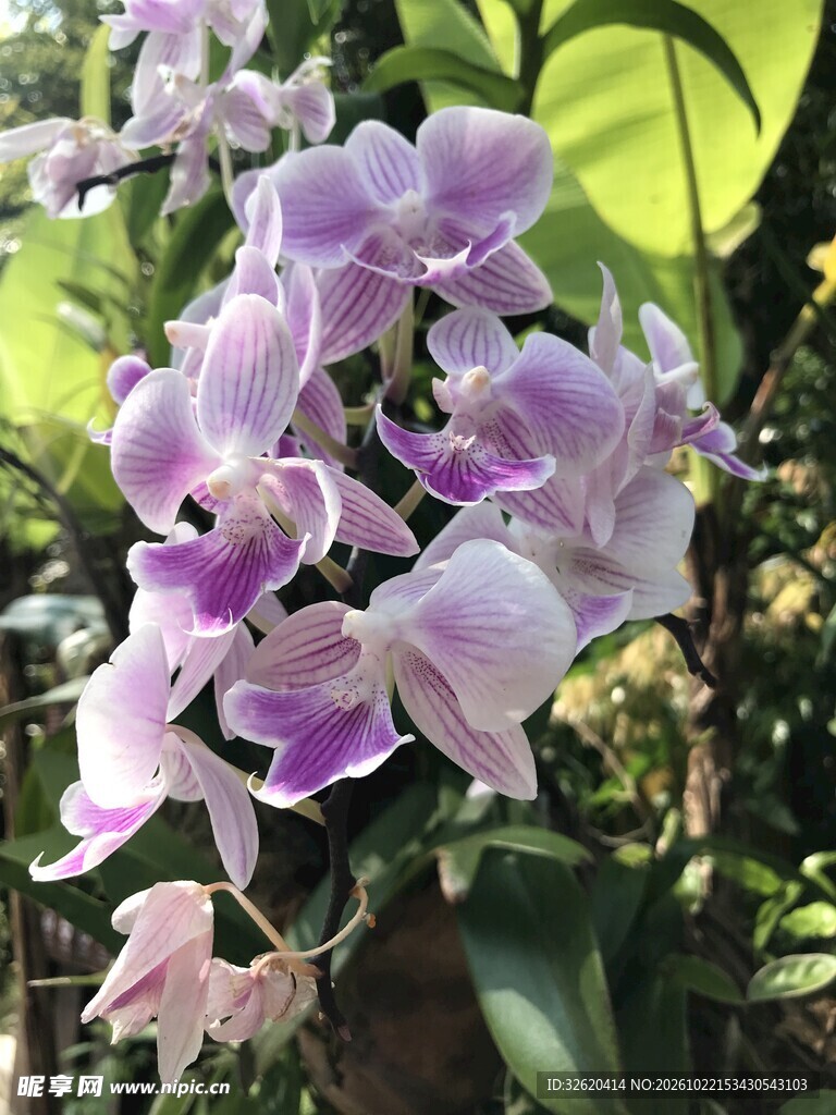 蝴蝶兰
