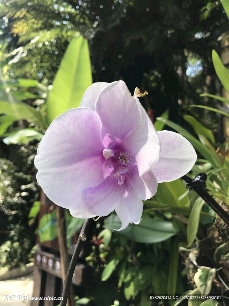 蝴蝶兰