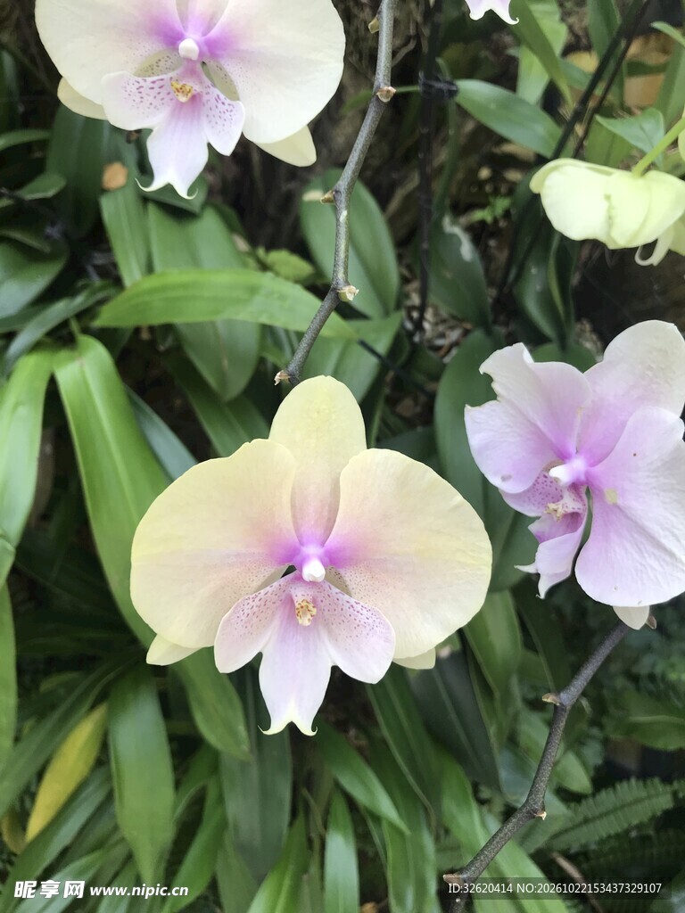 蝴蝶兰