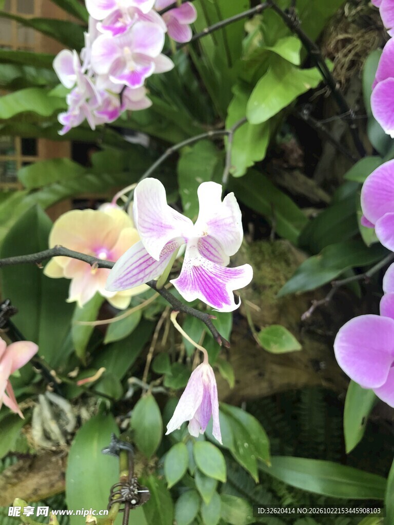 粉紫兰花