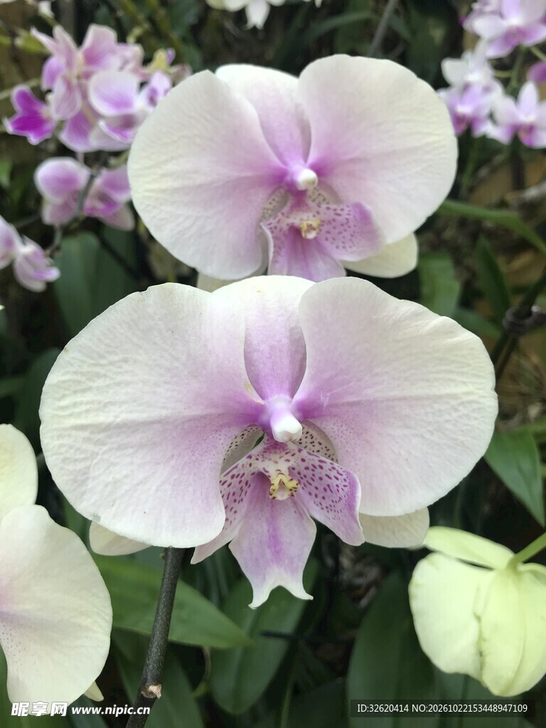 蝴蝶兰