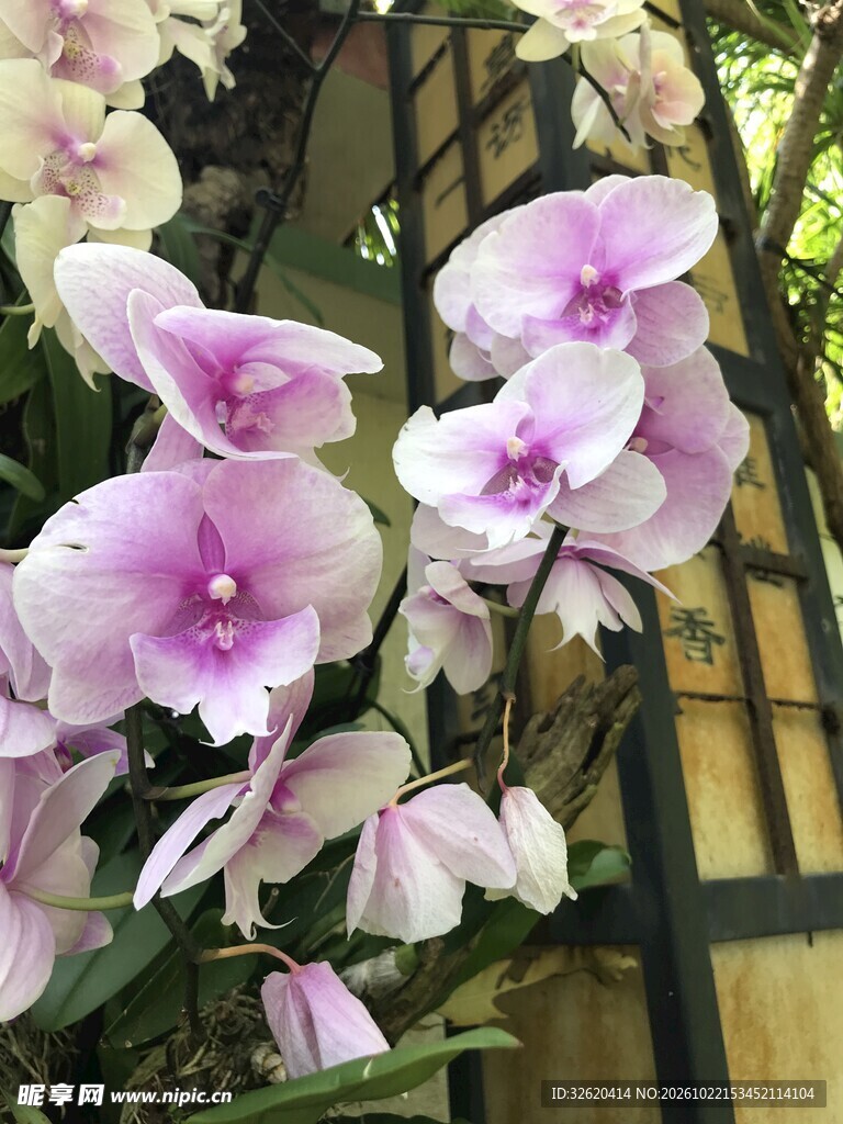 蝴蝶兰