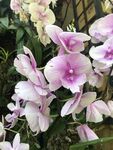 粉紫兰花
