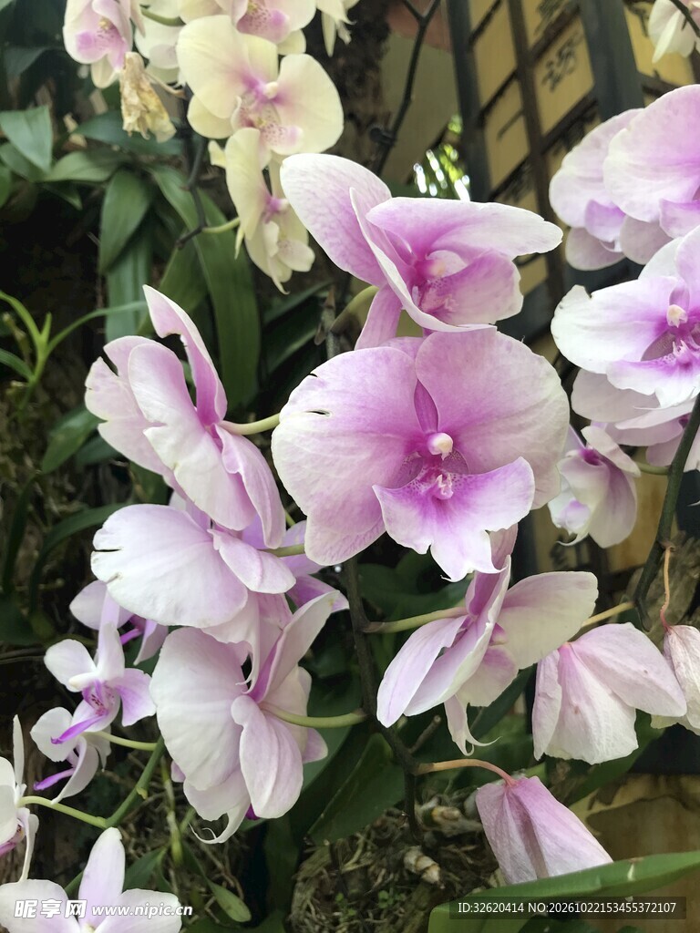 粉紫兰花