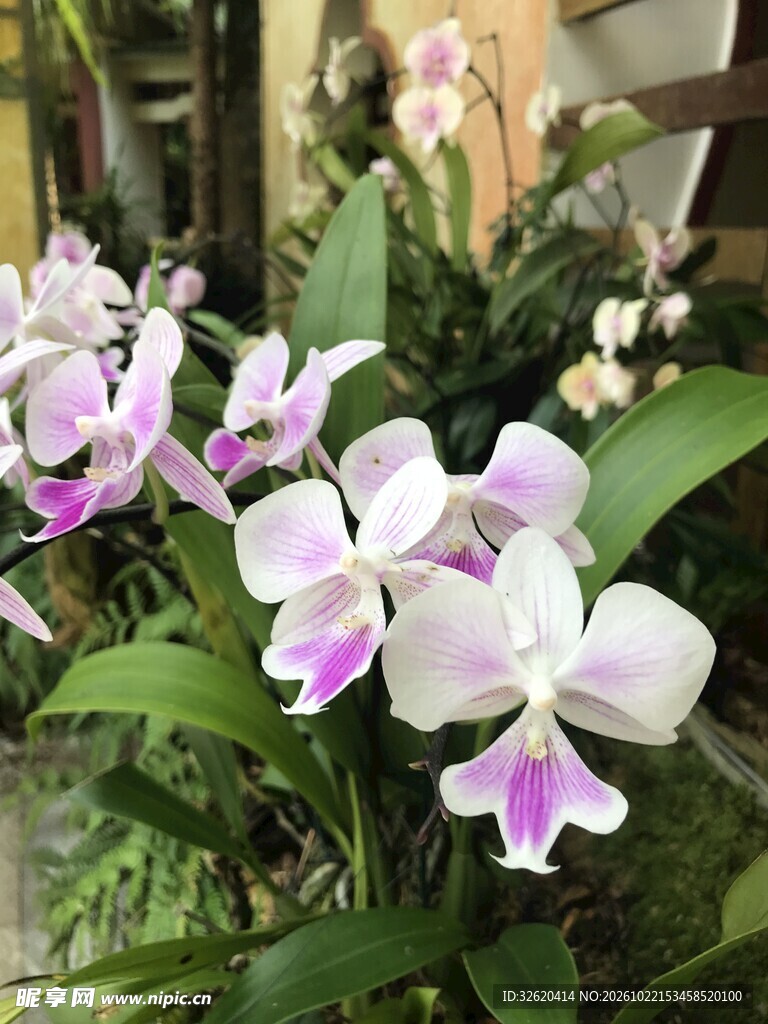 蝴蝶兰