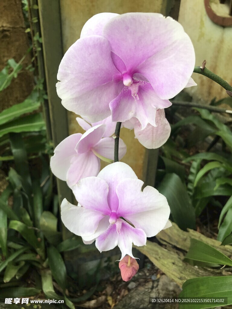 蝴蝶兰