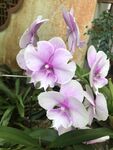 粉紫色兰花