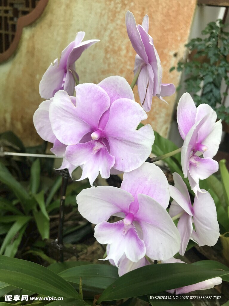 粉紫色兰花