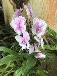 粉紫色兰花