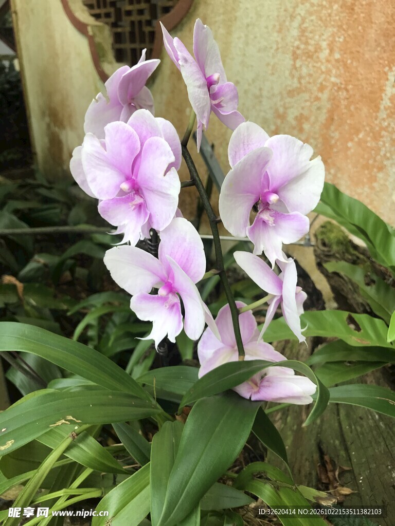 粉紫色兰花