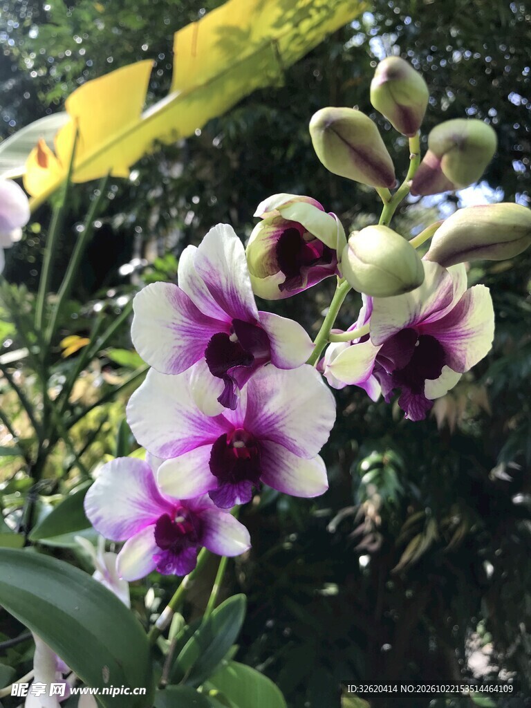蝴蝶兰